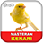 KENARI icon