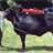 Angus Cattle Wallpaper! icon