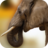 Elefantes Imágenes icon