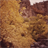 Aspen Leaves Wallpaper! icon