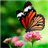 Butterflies Live Wallpaper 3.5.0.0