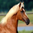 Horse Wallpapers HD icon