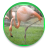 flamingos version 6.2