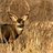 Descargar Deer Antlers Wallpaper!