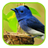 Z4 Birds Live Wallpaper version 1.0