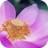 Colorful Lotus Cube LWP icon