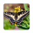 Butterfly HD Wallpapers icon