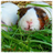 Guinea Pigs Wallpaper Images icon