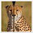 Cheetah Zipper Screen Lock icon