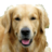 Labrador Retriever Wallpapers icon