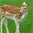 Fallow Deer Wallpaper! icon