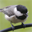 Cute Chickadees Wallpaper! icon