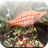 Amazing Tropical Fishes 3D icon