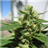 Indica Cannabis Live Wallpaper icon