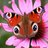 Butterfly Wallpapers HD APK Download