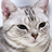 Cats HD icon