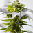 Cannabis Wallpaper! icon