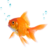 Fish icon