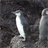 Galapagos Penguins Wallpaper! version 1.0