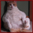 Fat Cats Wallpaper App icon