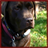 Labrador Retrievers Wallpaper App icon