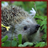 Hedgehogs Wallpaper App icon