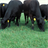 Cow Pastures Wallpaper! APK Download