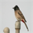 Birds Sounds icon