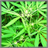 Hemp Plants Wallpaper App icon