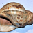 Conch Shells Wallpaper! icon