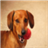 HD Dog Wallpaper icon
