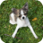 DogBodyLanguageTutorialApp icon