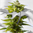 Cannabis Sativa Wallpaper! icon