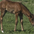 Foal Horses Wallpaper! icon