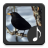 Blackbird Sounds APK Download