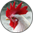 Funny Chicken Rooster Sounds icon