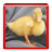 Duck Wallpapers icon