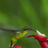 Hummingbird Live Wallpaper icon