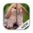Cute Bunny Zip Screen Lock icon