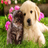 Cat and dog Wallpapers HD icon