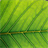 Cool Plants Wallpaper icon