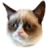Cat Memes APK Download