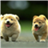 Cute Dogs Wallpapers version 1.0
