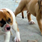 Baby Bulldog Puppy Wallpaper! APK Download
