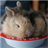 Cute Bunnies Live Wallpaper version 3.5.0.0
