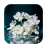 1037 Flowers Live Wallpapers icon