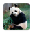 HD Pandas Wallpapers icon