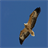 Hawk Screechy icon