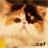 Cat Wallpaper icon