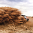 Toyota 1000 Desert Race Kalahari Botswana 1.4